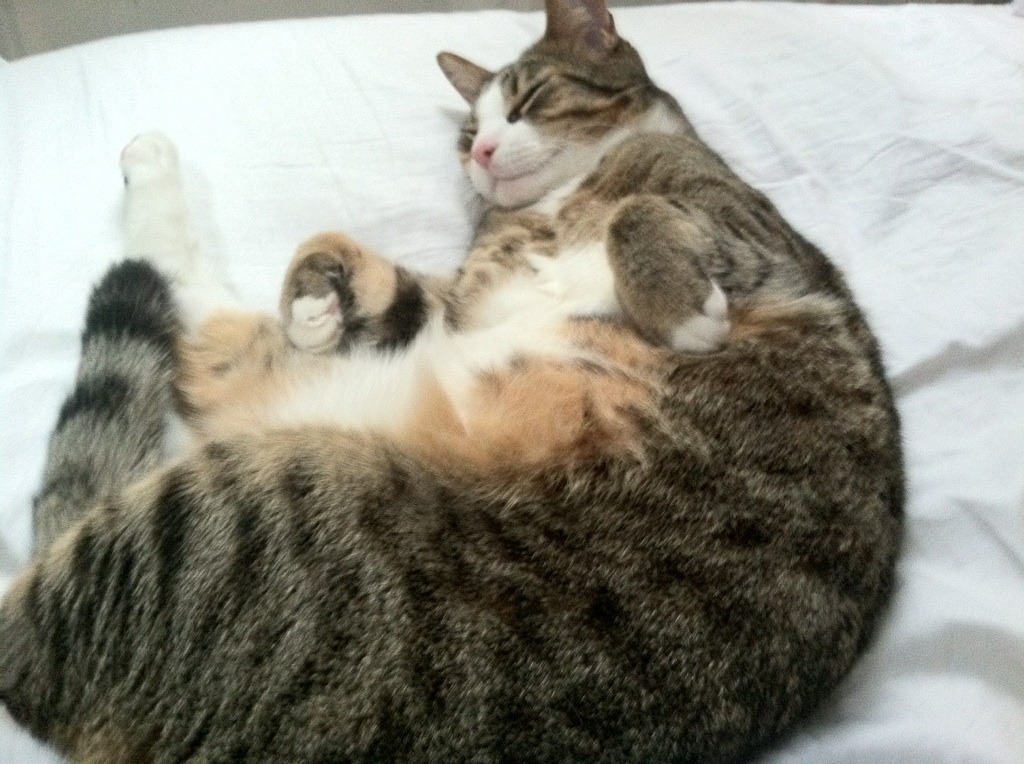 乐鱼体育在线登录-青少年体育普及与推广活动，青少年体育普及与推广活动总结