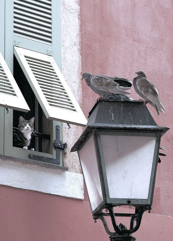 乐鱼体育网页登录-中国女篮大胜越南 展示亚洲统治力，中国vs越南出场球员