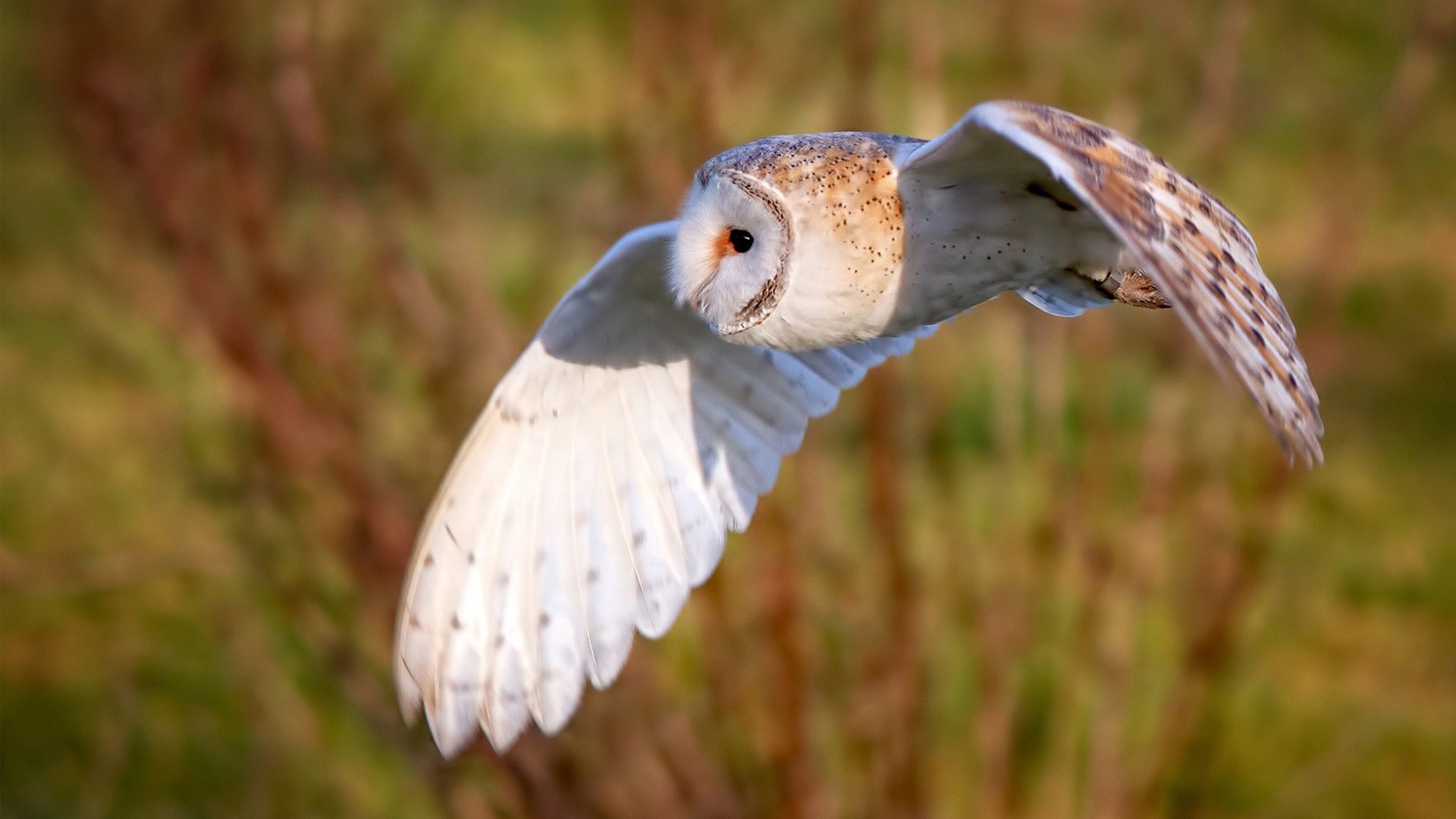 五大联赛射门转换率是否正成为评估锋线核心指标,五大联赛射门转化率
