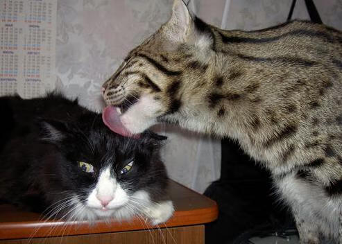 乐鱼体育入口-体育新媒体论坛探讨转播技术与内容融合，新媒体时代的体育新闻传播