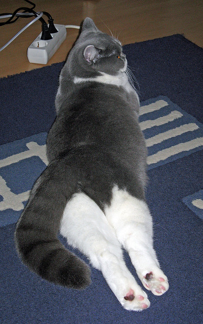 体育新媒体论坛探讨转播技术与内容融合,新媒体时代的体育新闻传播