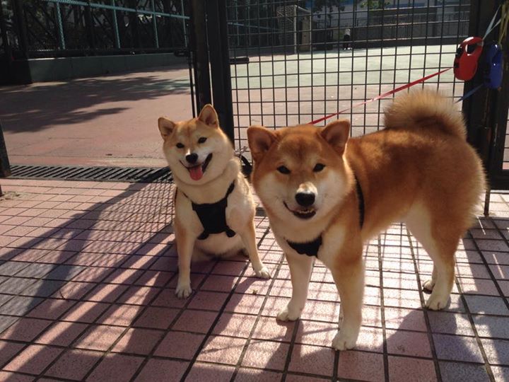 乐鱼体育官网登录-冬奥场地模拟平台提升新手训练效率，冬奥场馆模型