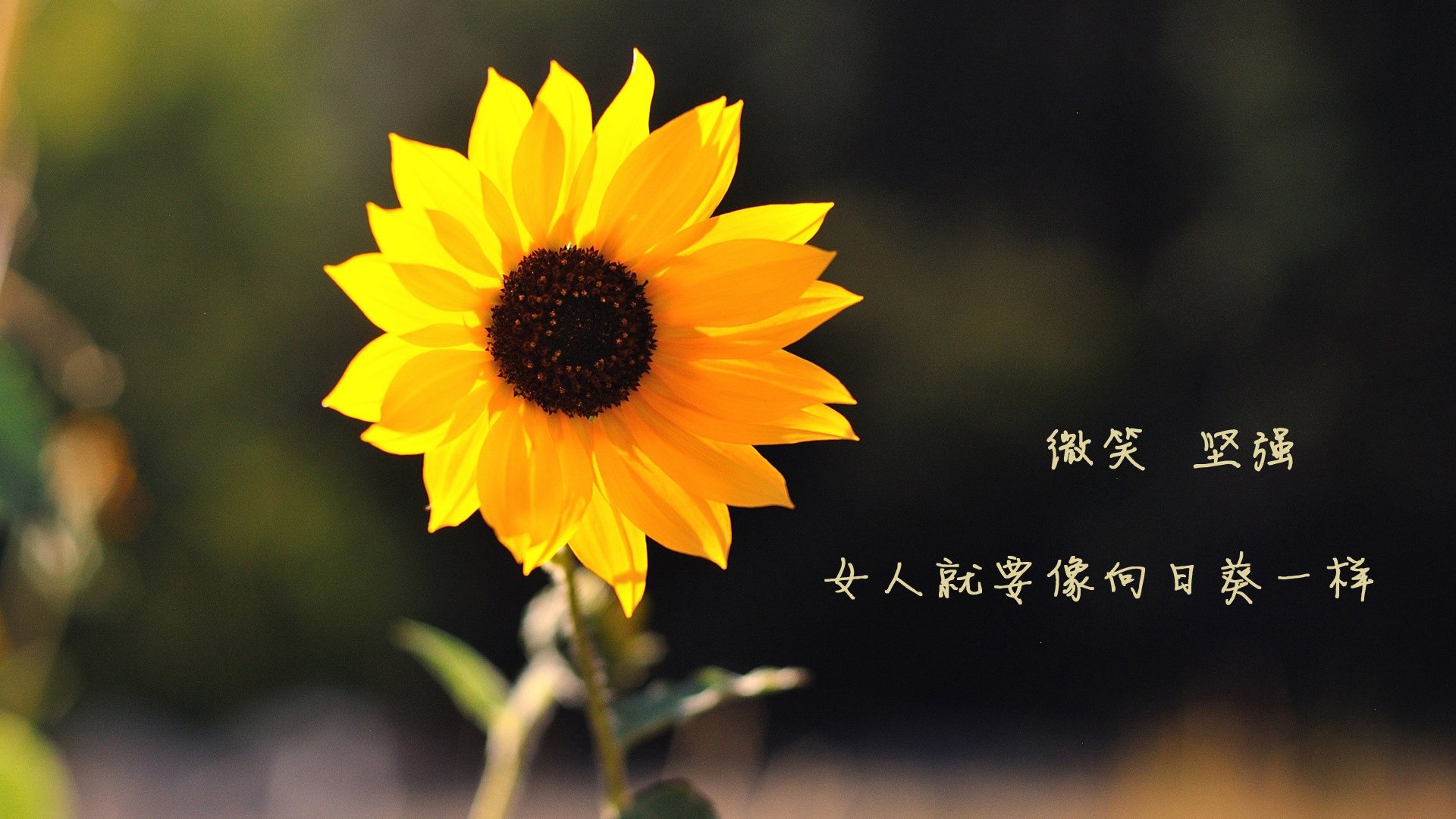 乐鱼体育app官网-挡拆战术中的最佳搭档组合分析，挡拆战术配合的动作要领