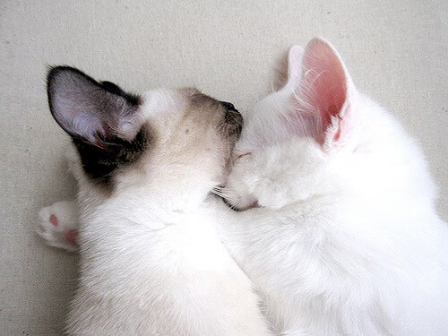 挡拆战术中的最佳搭档组合分析,挡拆战术配合的动作要领