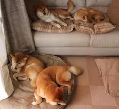 乐鱼体育app官网入口-罗马尼亚队赛制解析：如何通过创新策略提升团体赛事中的表现，罗马尼亚联赛赛程