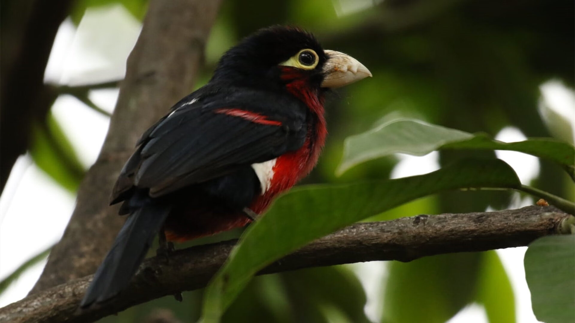 自由泳短距离澳洲选手稳定输出,澳大利亚男子自由泳