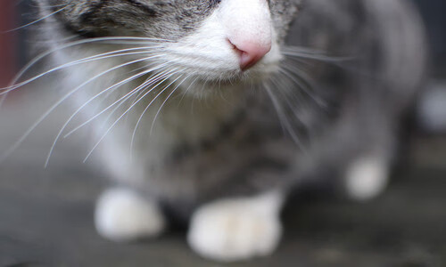 中国男篮末节爆发惊险胜出,中国男篮的消息