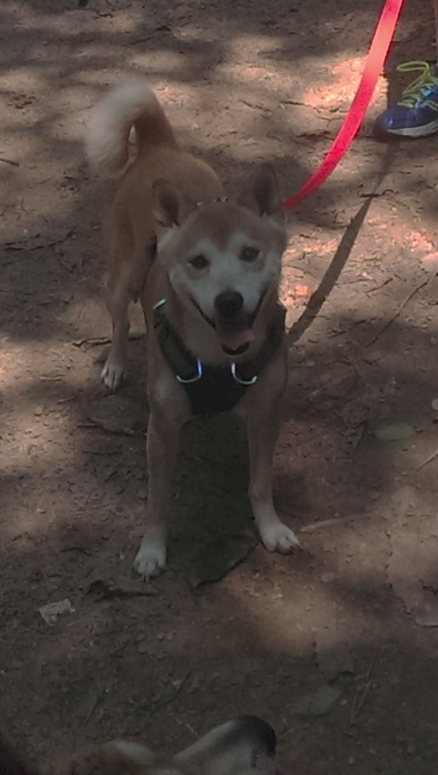 中国足球国家队技术团队战术研究深入推进,中国足球协会技术部