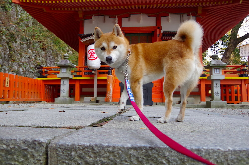 乐鱼体育app官方入口-中国足球联赛打造多元化球迷互动周边产品，足球队 中国