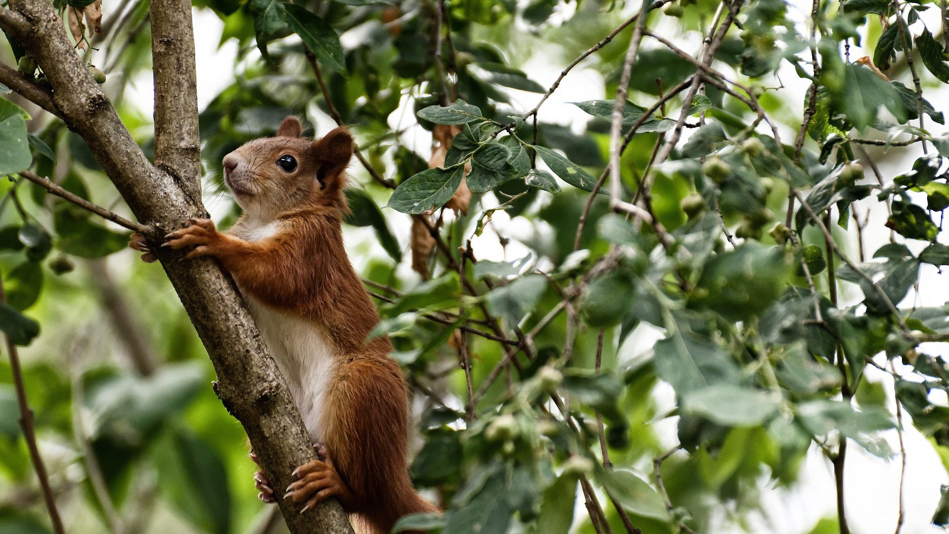 卡斯帕·科尔博突破极限刷新赛会纪录,卡尔·斯帕兹