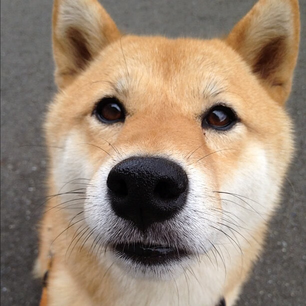 意大利双人组合突破自我刷新纪录,意大利连续两届小组赛出局