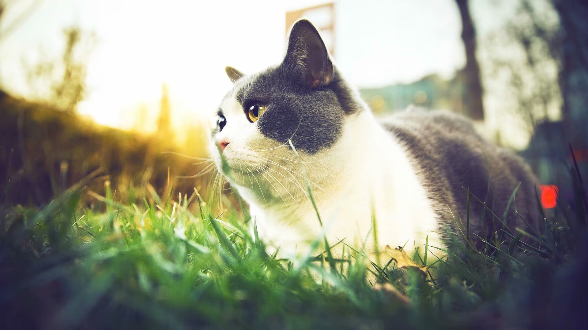 乐鱼体育网址-新闻中心发布体育直播平台内容合规清理行动通告，体育赛事直播侵权