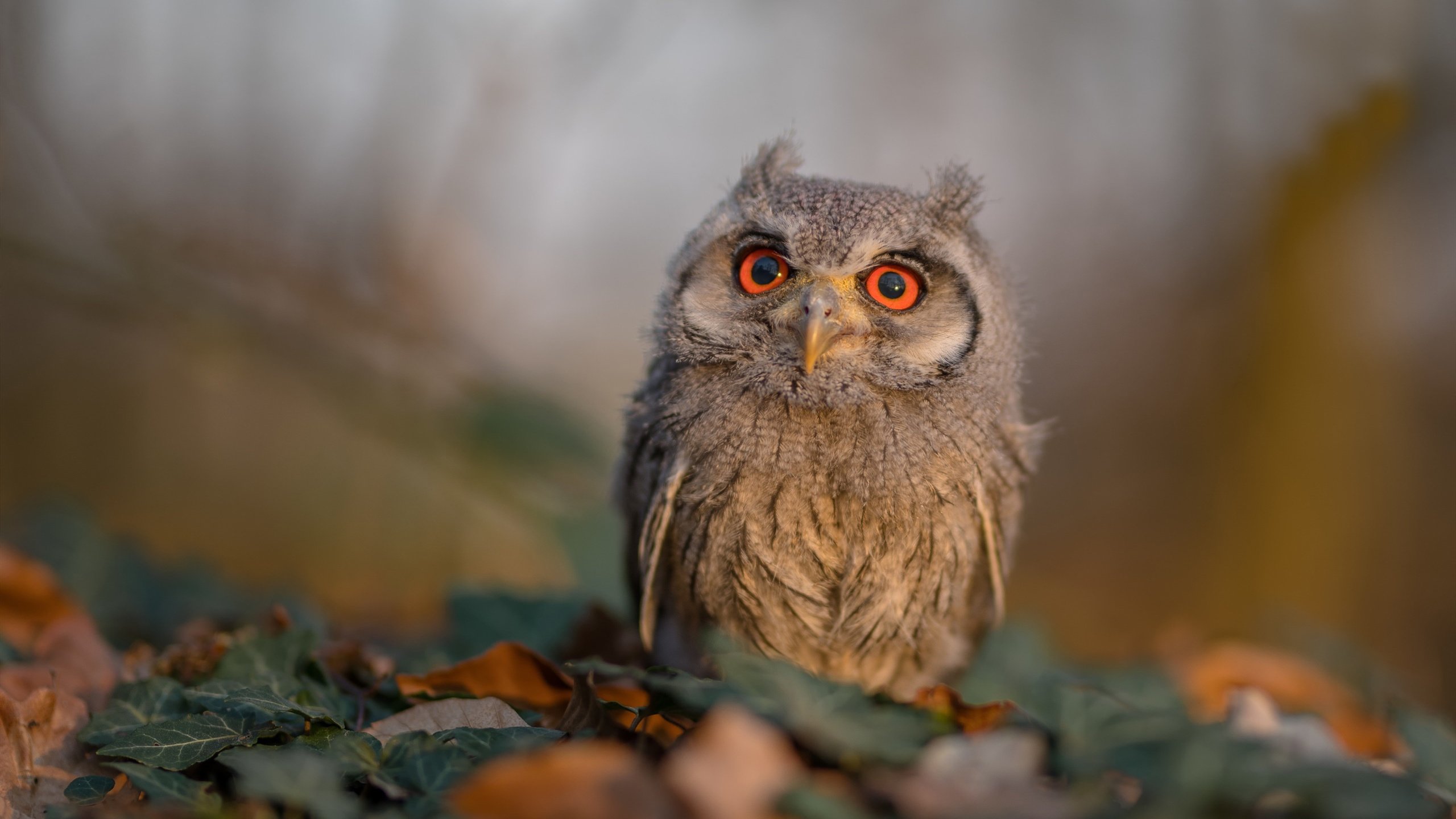 乐鱼体育官网投注-欧洲杯战术之王：布局、变阵、逆转的完美结合，欧洲杯战术笔记