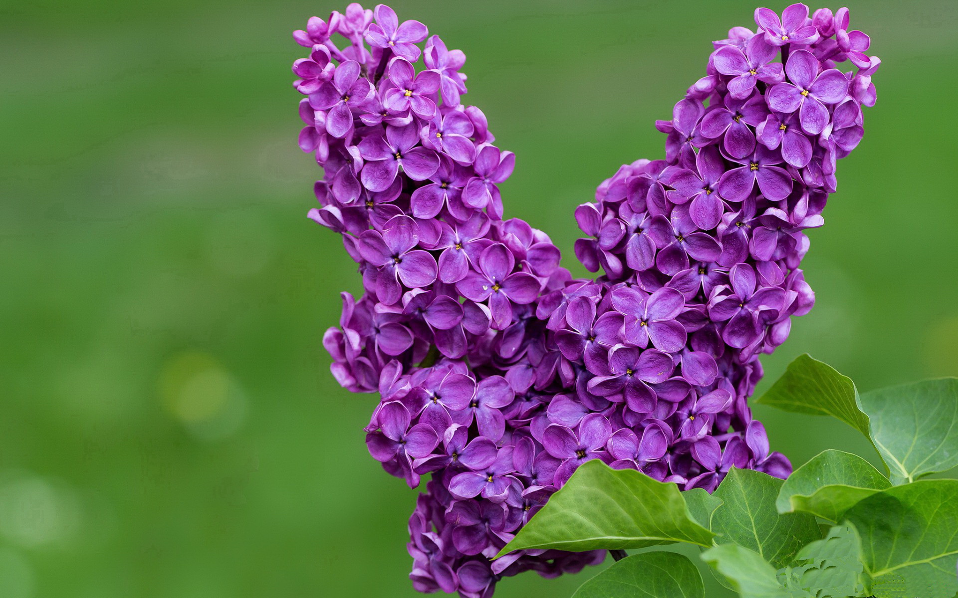 乐鱼体育官网登录-法甲潜力新星：未来巨星，从这里起航！，法甲十大新星